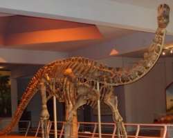 The museum also has a Dinosaurium where we can study the pre-historic times